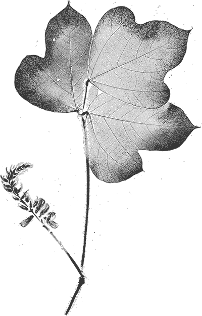 kudzu